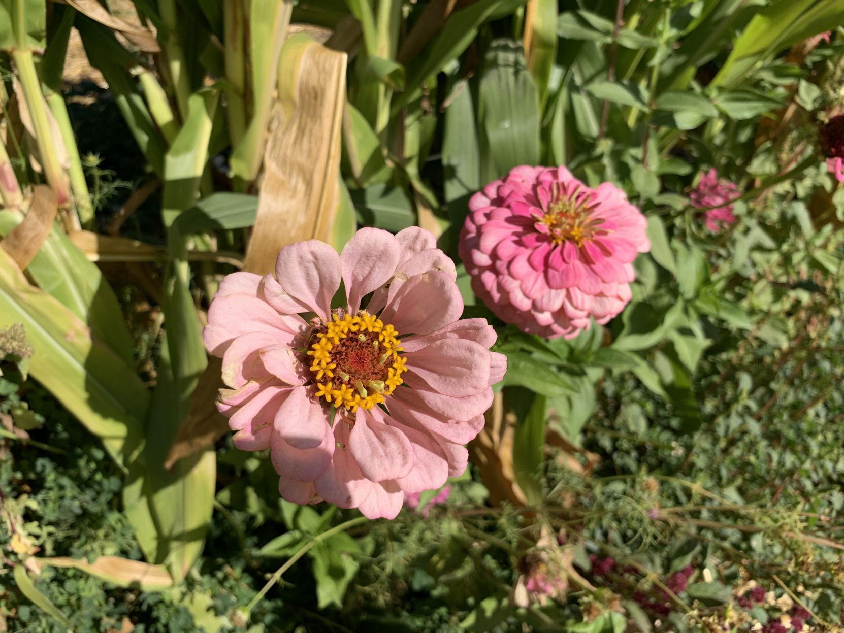 Pumpkin Patch 2020